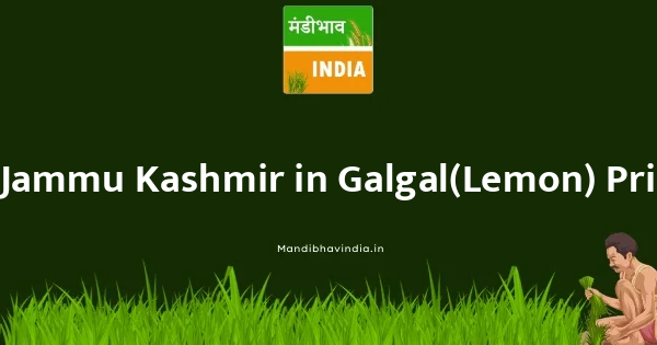 Galgal(Lemon) भाव